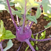 Kohlrabi plant.  The bulb-like stem and leaves are edible, and delicious!