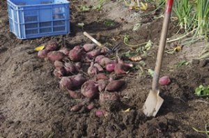 Digging sweet potatoes at Weimar Farm